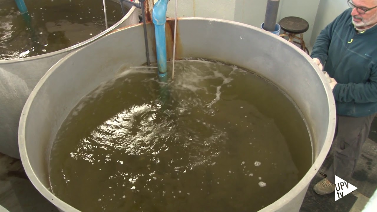 La UPV desarrolla piensos 100% ecol&oacute;gicos para acuicultura - Noticia @UPVTV, 06-02-2019