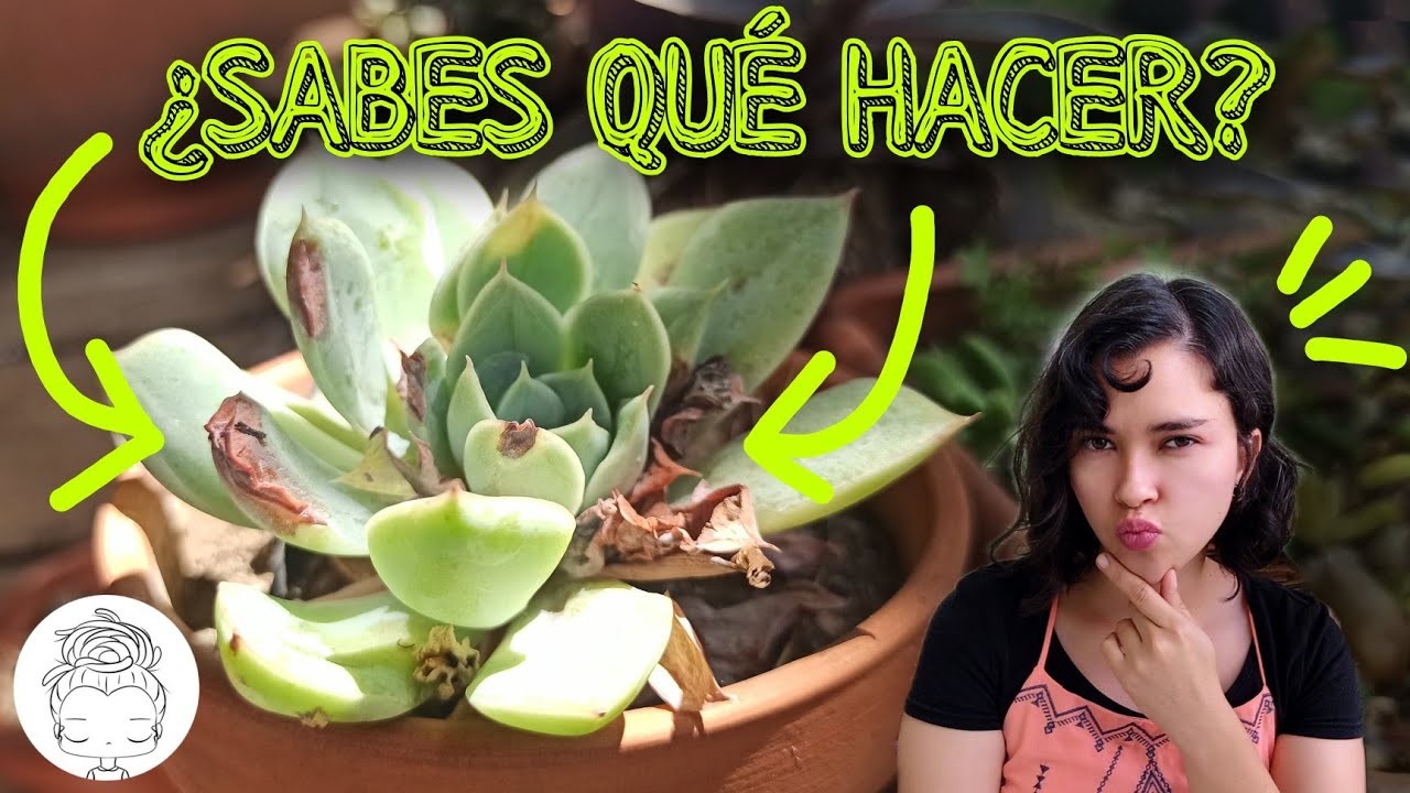 QUEMADURAS DE SOL/ CÓMO DECAPITAR CORRECTAMENTE UNA SUCULENTA QUEMADA / PASO A PASO 💚💯🧐