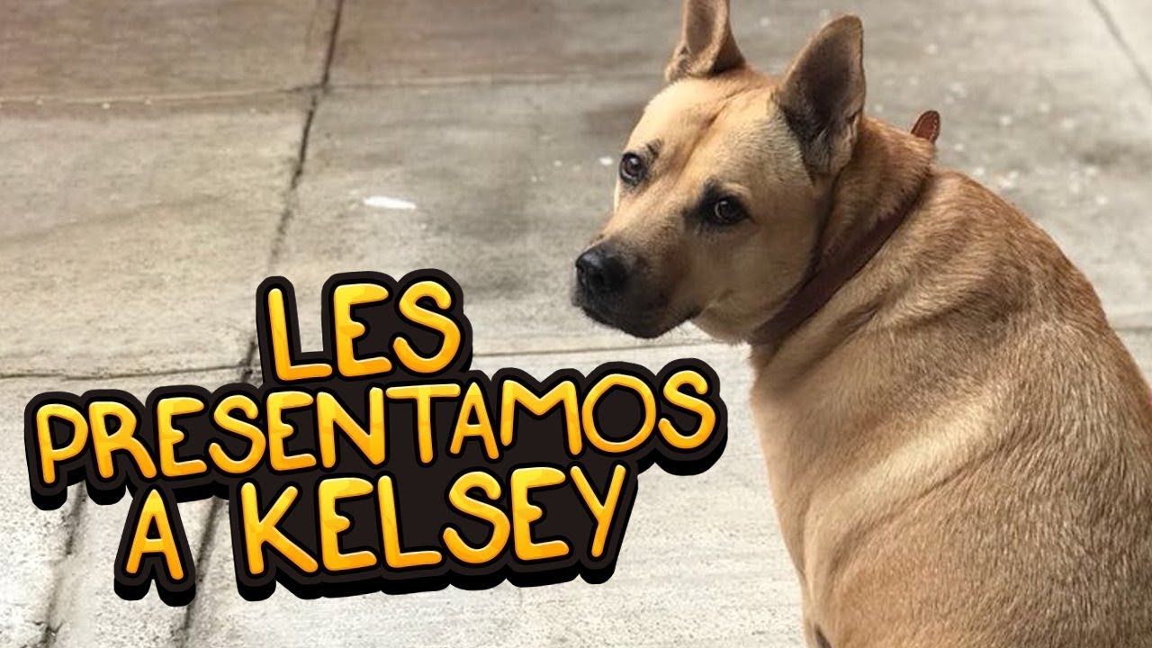 Tag de la Mascota ❤ Amor Sin Distancia