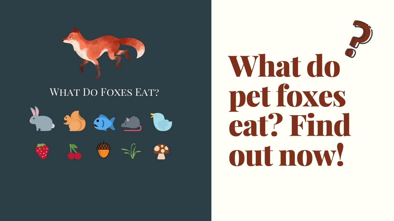 Want To Know What Foxes Eat? Pet Fox Diet