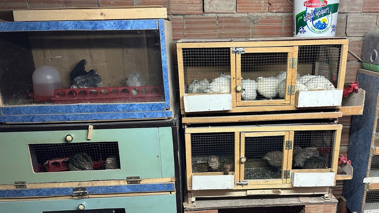 Çatıdaki Son Durum - Teksas ve Mavi Yumurtalayan Bıldırcınlar