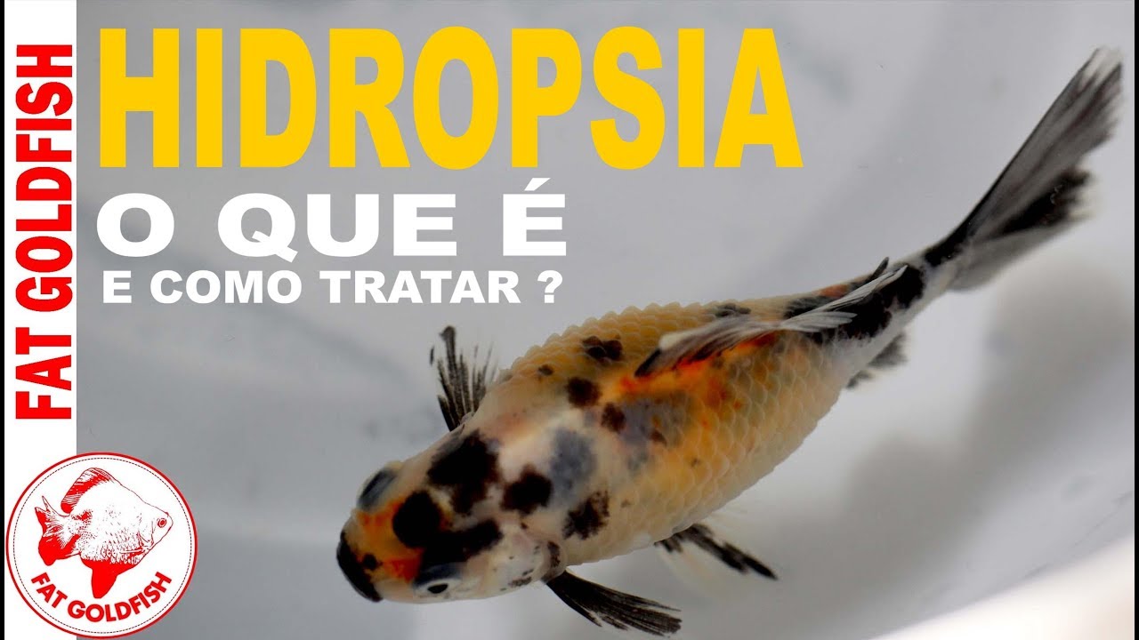 HIDROPSIA, O QUE É E COMO TRATAR?
