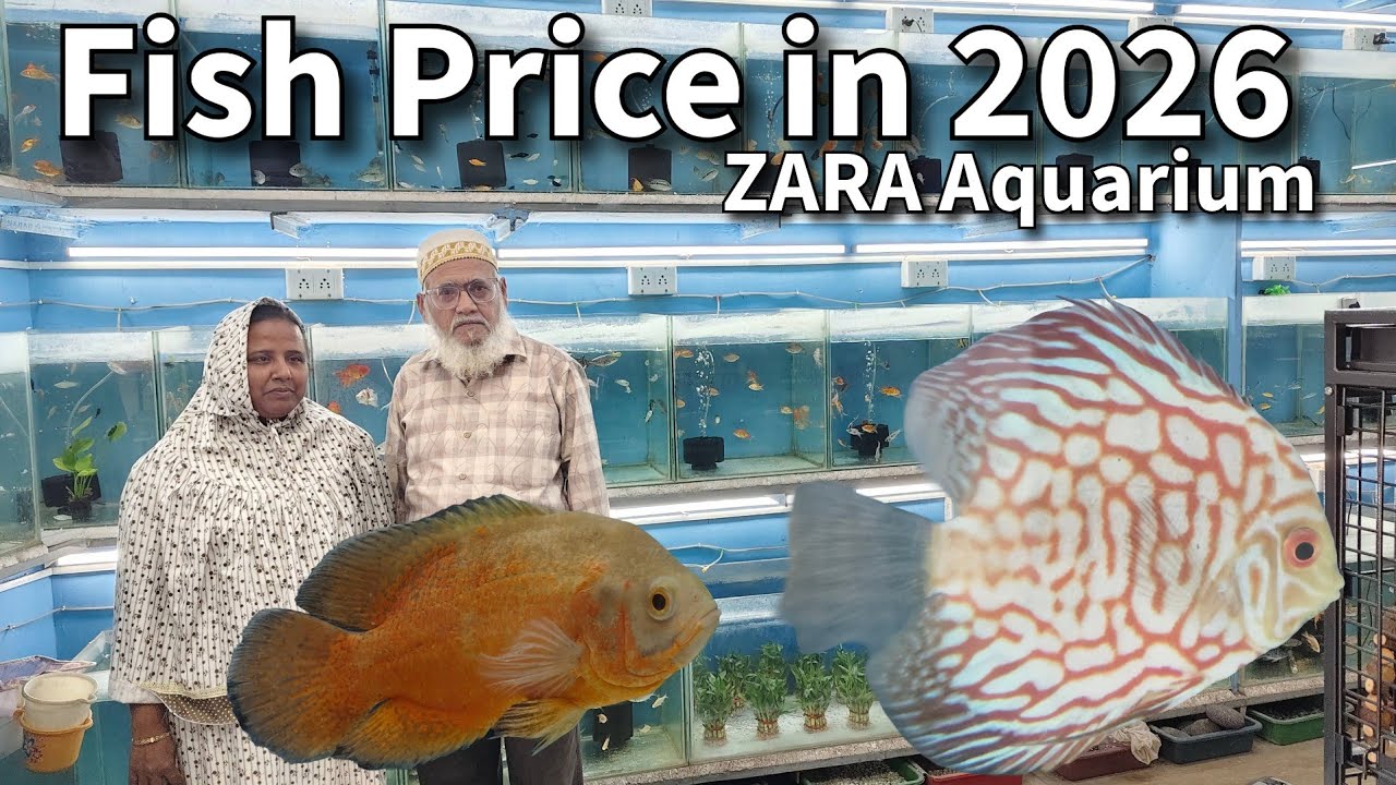 Zara Aquarium Fish Video | Discus, Oscar, Arowana, Gold Fish