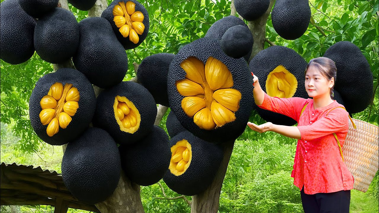 Harvesting Tons of Rare Giant Cracked Black Jackfruit & Making Jackfruit Seed Cake | Sold Out Fast!