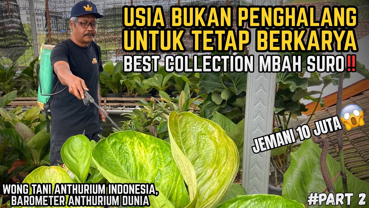 THE BEST COLLECTION ANTHURIUM JEMANI MANGKOK GREENHOUSE MORO MATHUK UMBULKEN!! BANDUNGAN