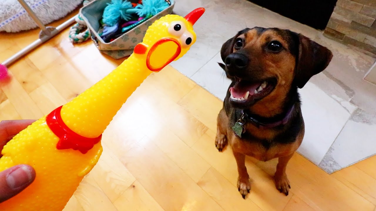 Buying My Dogs The Most Annoying Toy Ever