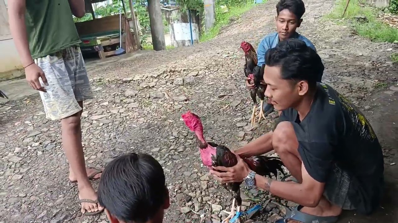 COD DAN BARTER AYAM THAILAND DENGAN AYAM BANGKOK