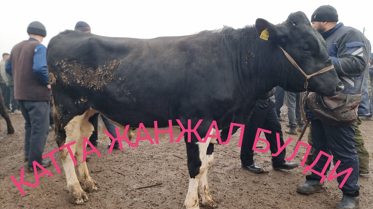 Bek Uz в прямом эфире!