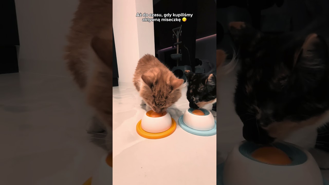 Miseczka aktywna uspokoji i wyciszy każde zwierzątko 🥰  #viral #trend #pets #cats #dc #cat #fyp