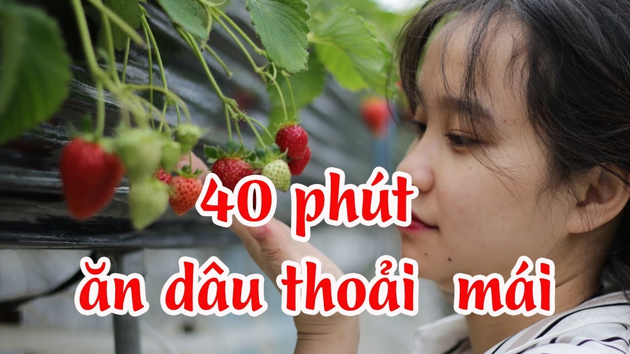 Đi Hái Dâu Tây Ăn Thoải Mái Ở Nhật Bản - Rất Ngon Và Thú Vị
