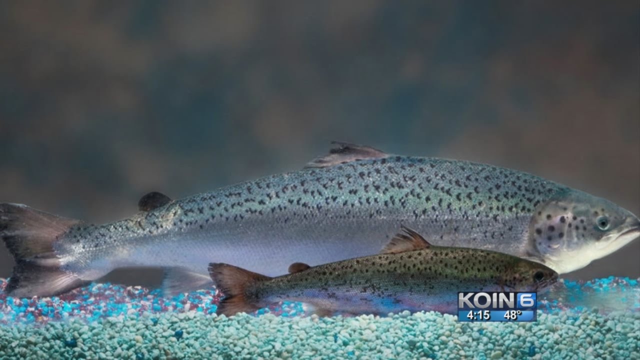 FDA OK’s genetically modified salmon