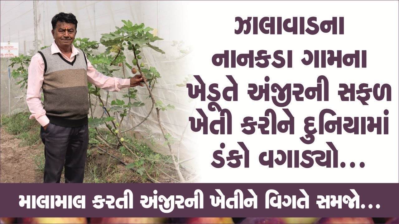 Anjeer farming : નાનકડા ગામના ખેડૂતે અંજીરની ખેતીમાં ડંકો વગાડ્યો | anjeer ni kheti #anjeer