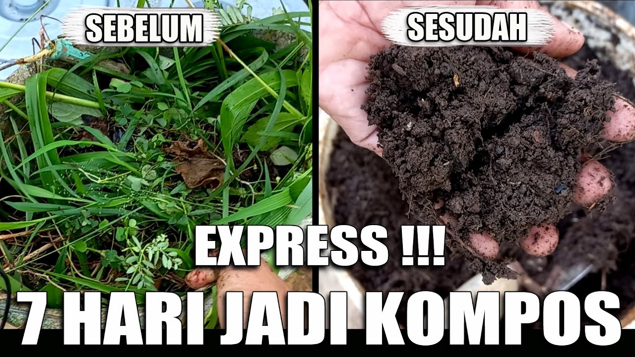 EXPRESS ‼️ CARA MEMBUAT PUPUK KOMPOS DARI RUMPUT