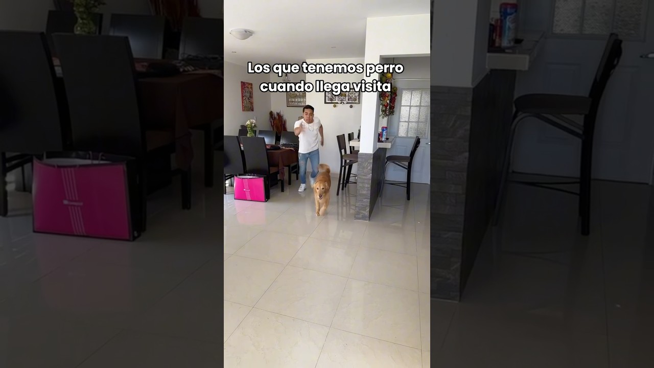 Ci&eacute;rrale mijooo tas viendo🥲🤣🐶 #chavafrayre #perritos #dogowner #mascotas #pets