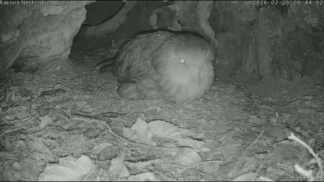 Rakiura leaves chick in nest alone then returns - 25 February