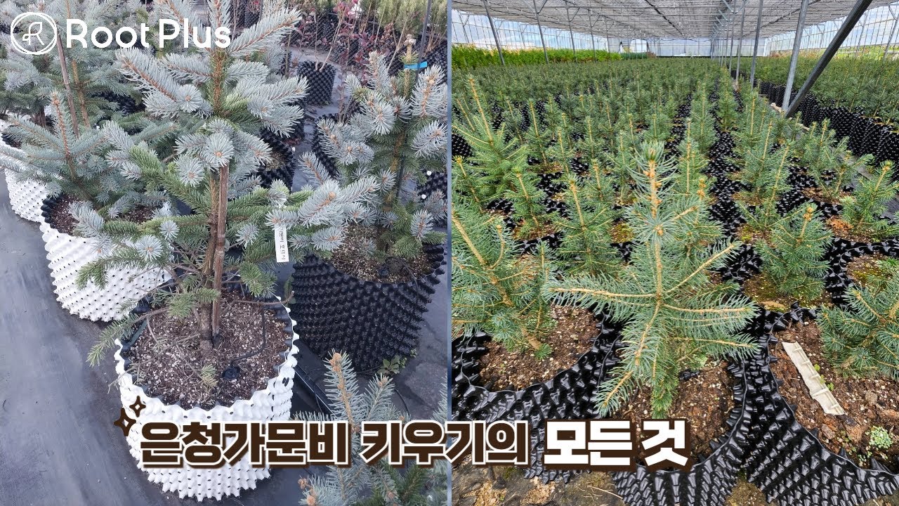 은청가문비 SBS 호프시 키우는 방법 #에어포트 #청솔농원 #은청가문비