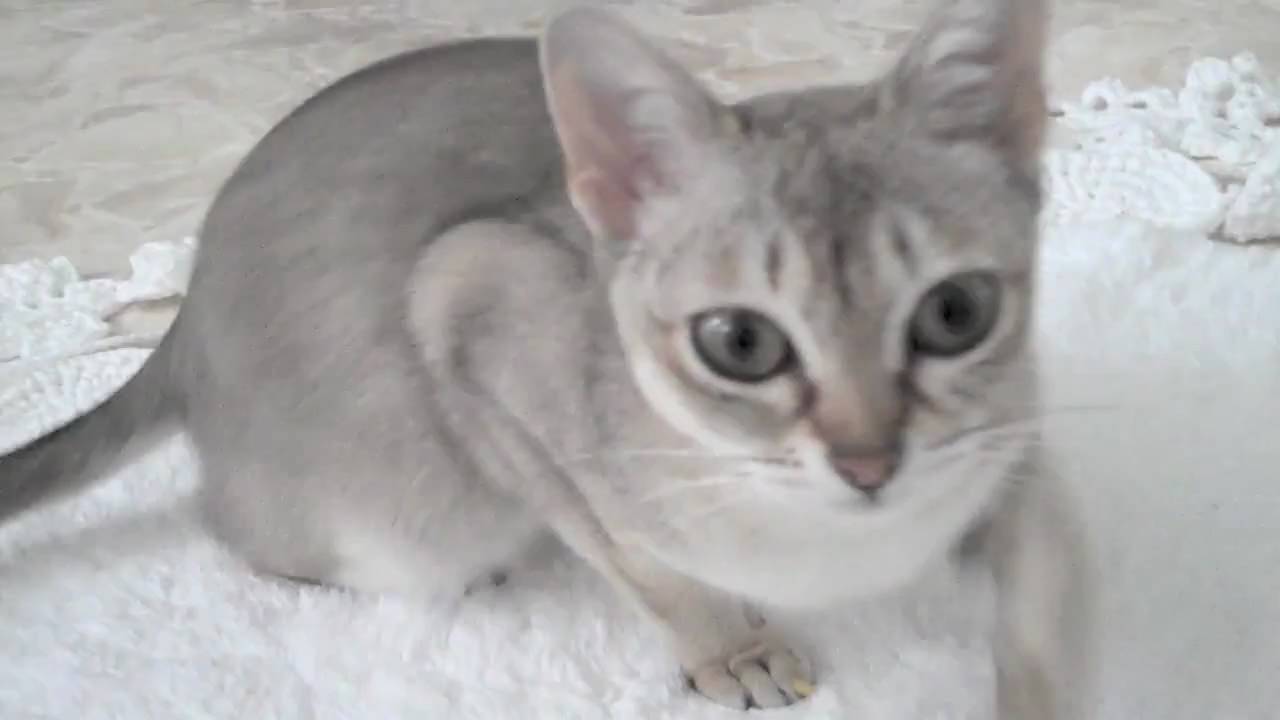 happiest cat ever