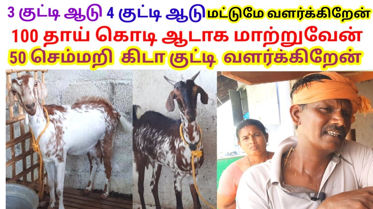 4 குட்டி போடும் ஆடு,மட்டுமே வளர்க்கிறேன் /100 தாய் கொடி ஆடாக விரைவில்  மாற்றுவேன் / @tamilvivasayi