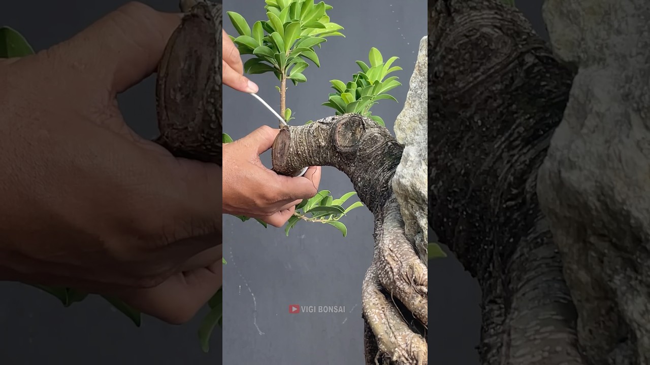Making Ficus Bonsai on Rocks