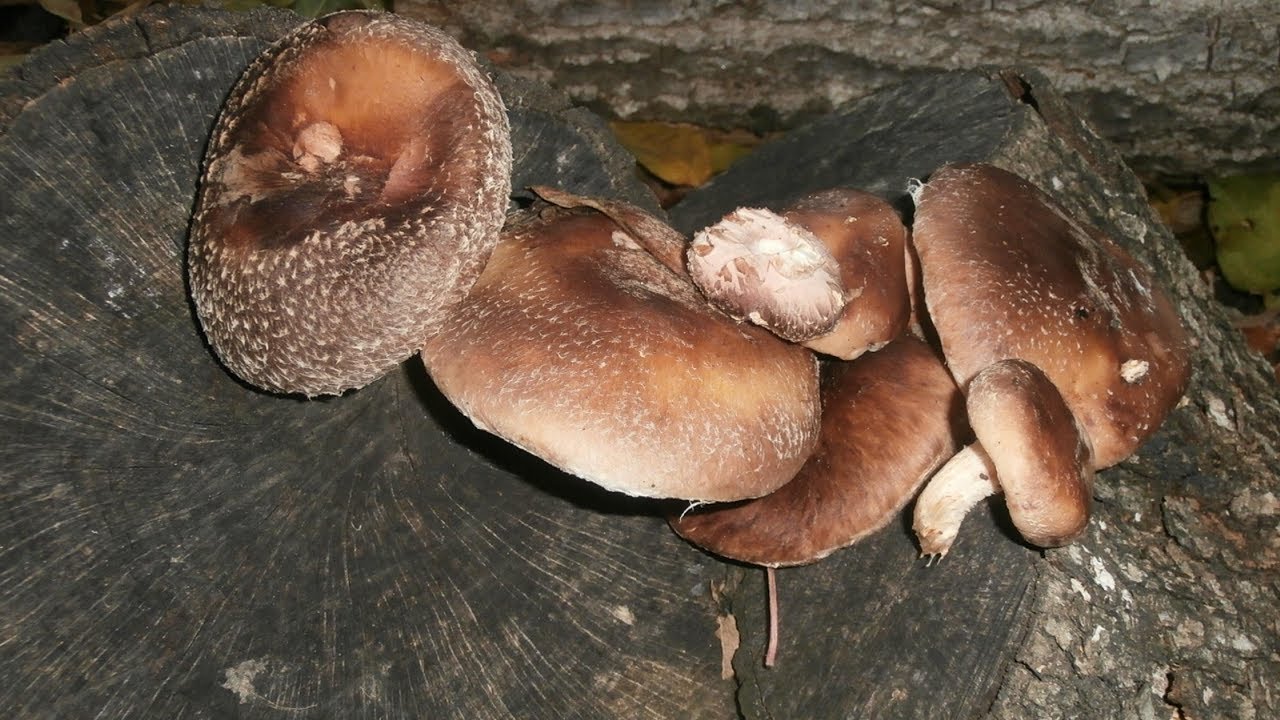 Cultivo Shiitake en tronco de encina.