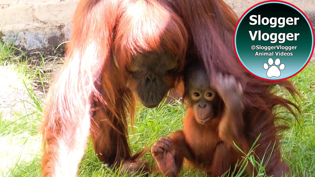 Supermum Jazz and Her Energetic Baby Duo