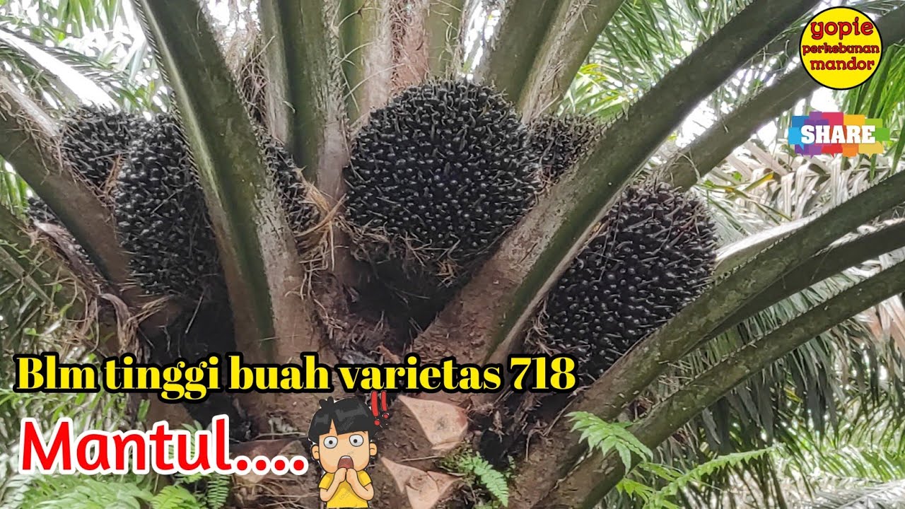 kelapa sawit unggul DxP 718 ppks buahnya besar