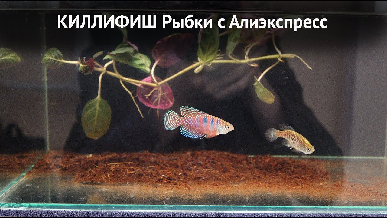 Киллифиш. Рыбки с Алиэкспресс