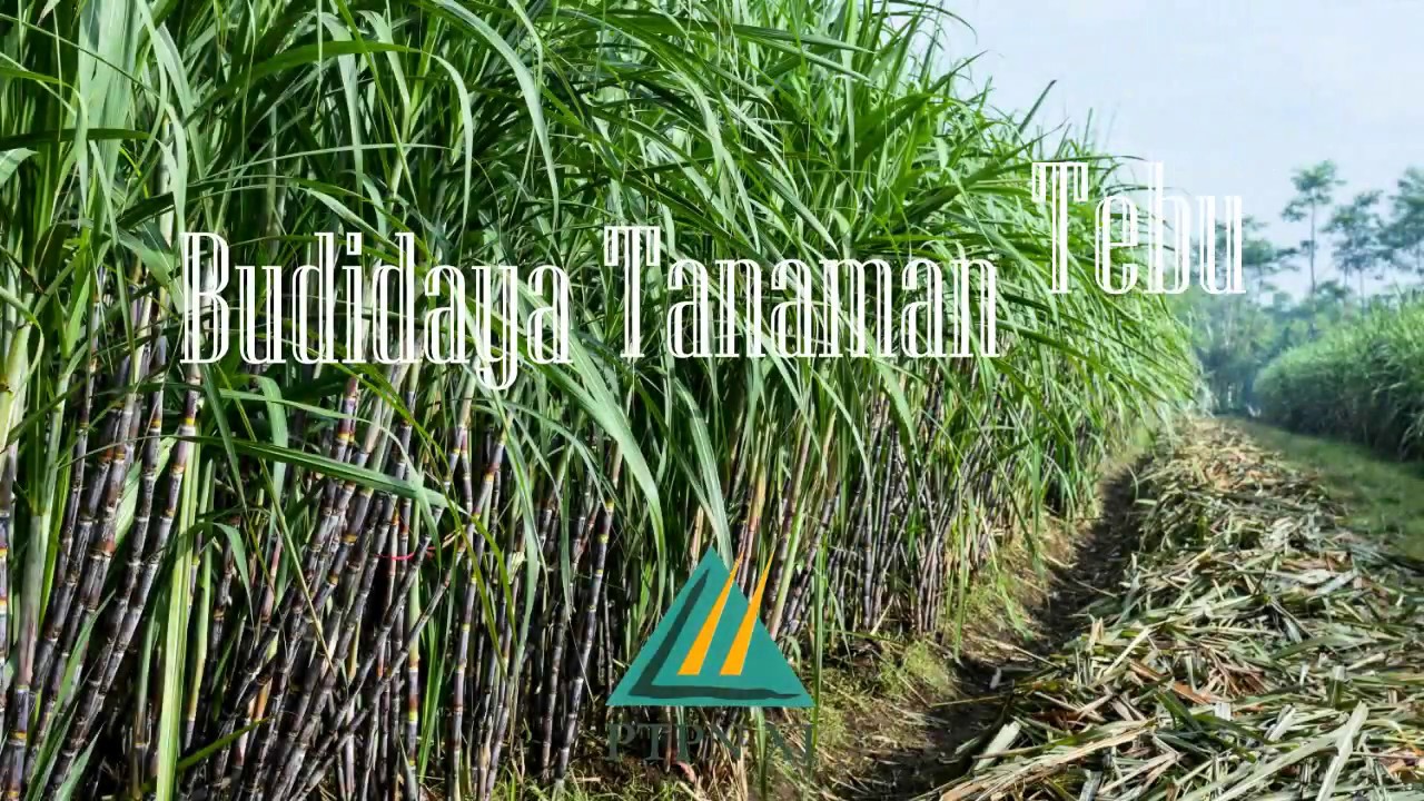 Budidaya Tanaman Tebu PTPN XI Mekanisasi