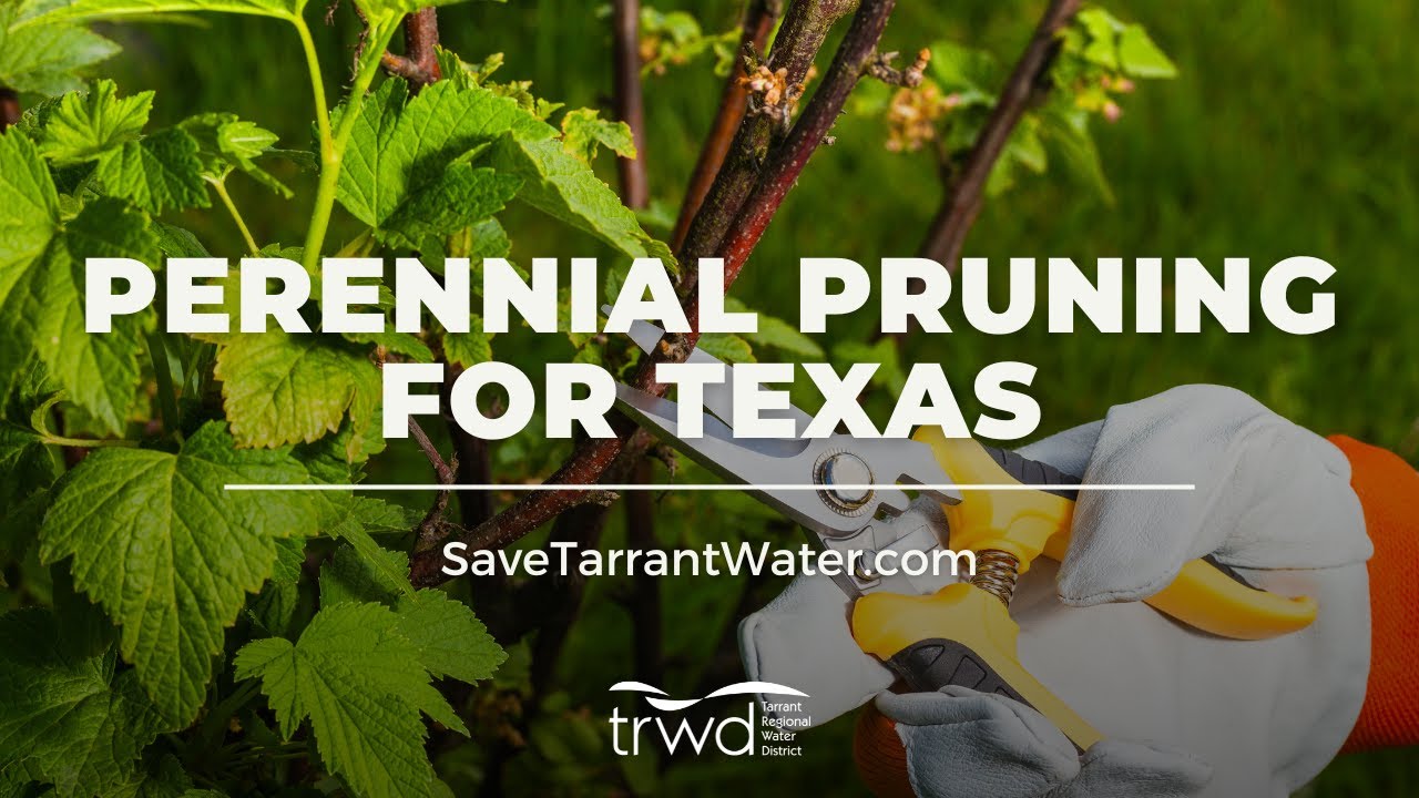 Pruning Perennials for Texas