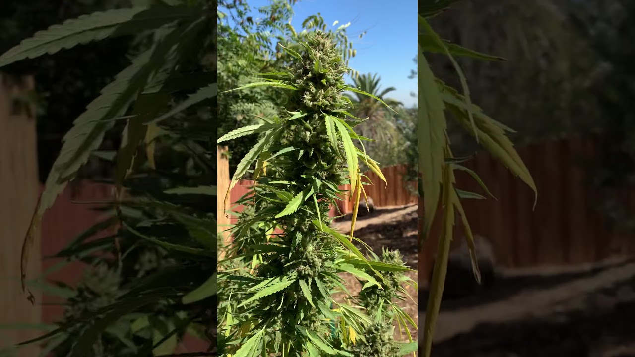 2020 Outdoor Cannabis Grow | Week 10 of Flower | Lemon Skunk