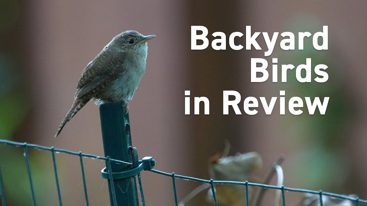 Backyard Birds Feeders with Nature Sounds | 4k 60 | Relaxing Background | TV for Cats