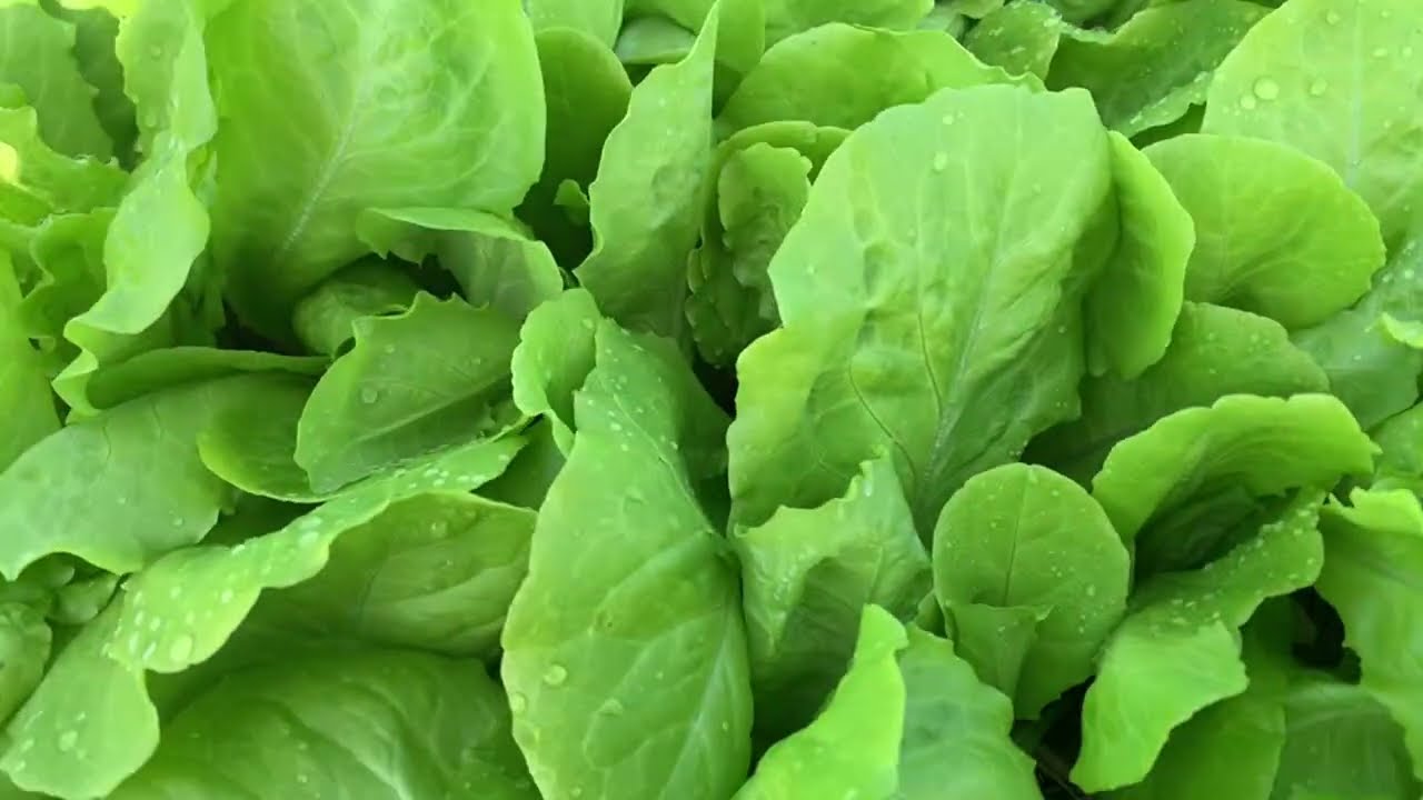 Di Sau Mien Tây  đang phát trực tiếp!