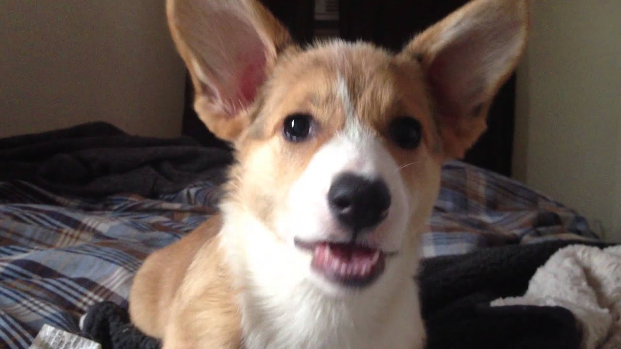 Major Corgi FRAP - Drinks Coffee
