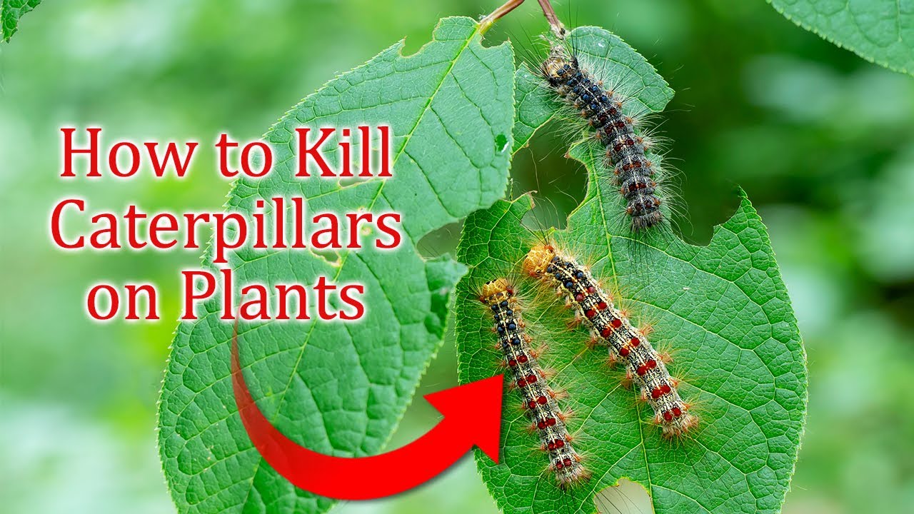 How to Kill Caterpillars on Plants #caterpillar #lifehacks #effectivelifehacks