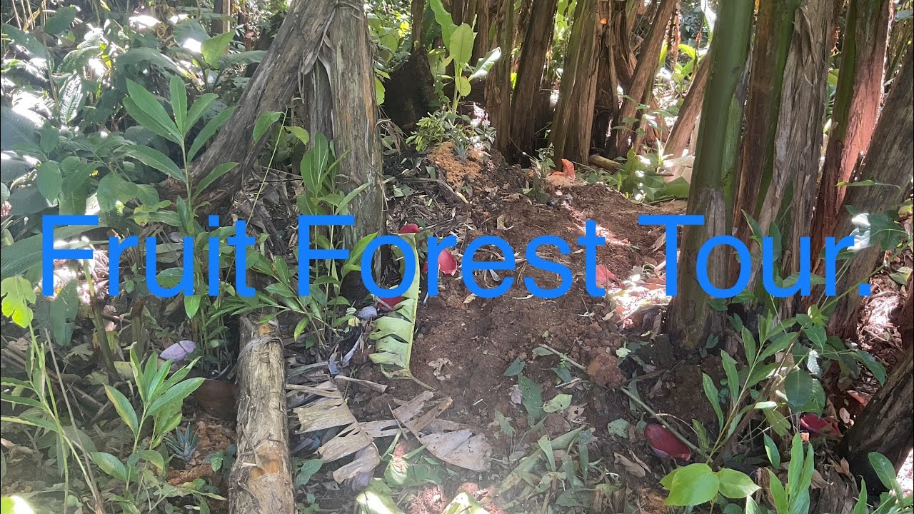 Fruit forest Tour
