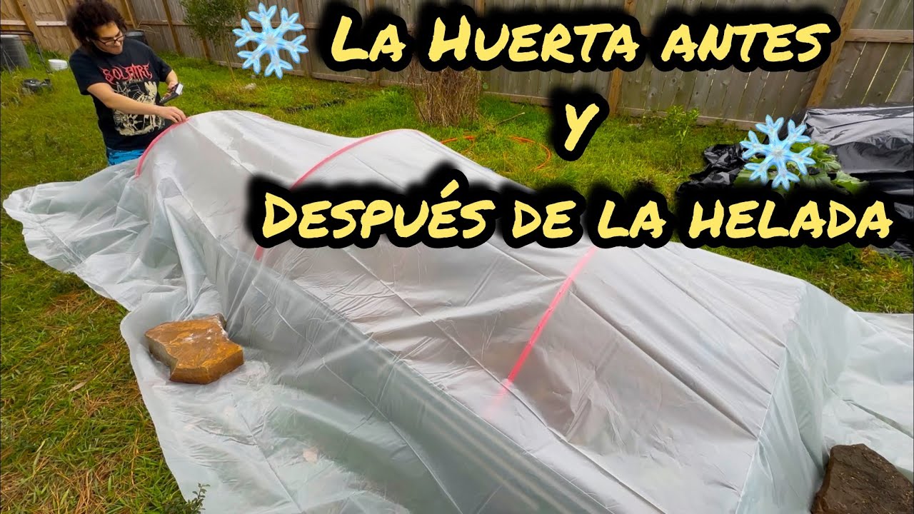 Como Proteger tu Huerto de las Heladas ❄️🌨️⛺️