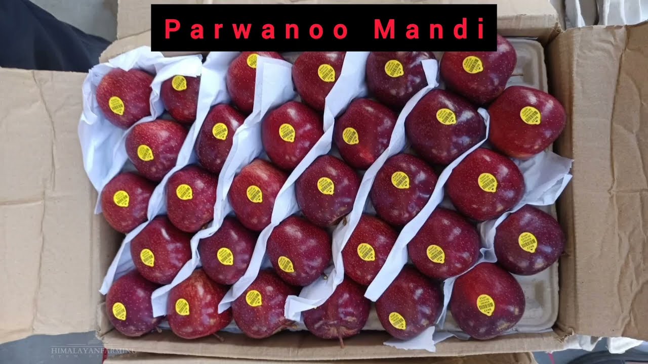 Parwanoo Mandi Apple Rate | Today's Apple Market Update | Himalayanfarming | Live Update