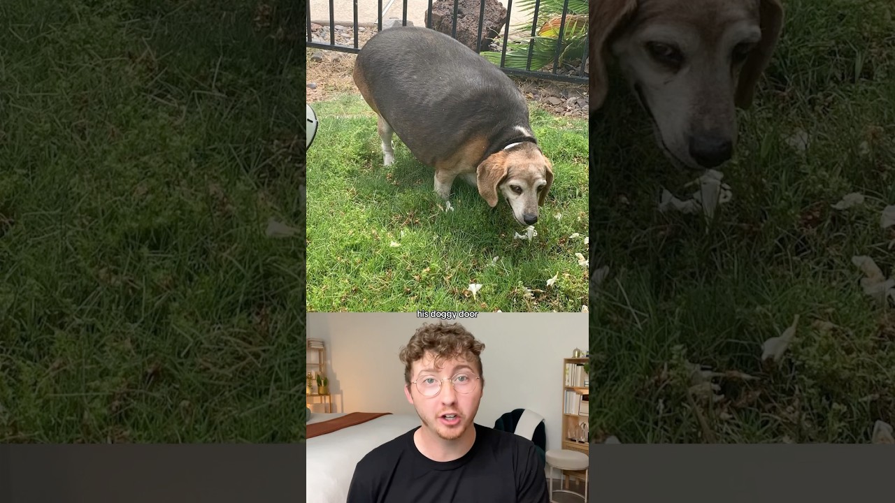 90-Pound Beagle's Weight-Loss Transformation