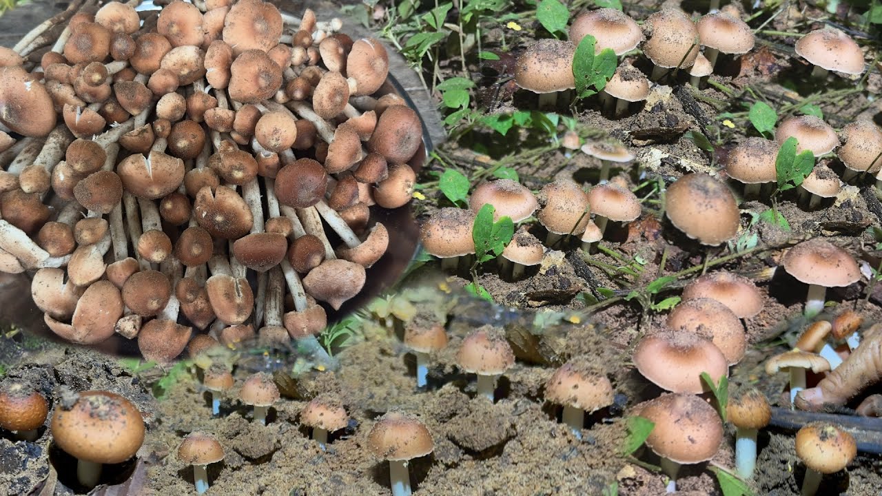 ป๊าด 🍄🍄 สะออนเห็ดปลวก  งัดเป็นงัด หายใจแทบบ่ทัน เห็ดปลวกไฟ  #เก็บเห็ดปลวก #เก็บเห็ด 26/8/68