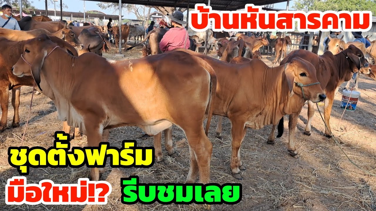 ตลาดนัดบ้านหัน ชุดตั้งฟาร์ม กำลังงามๆ พอดีเลี้ยง