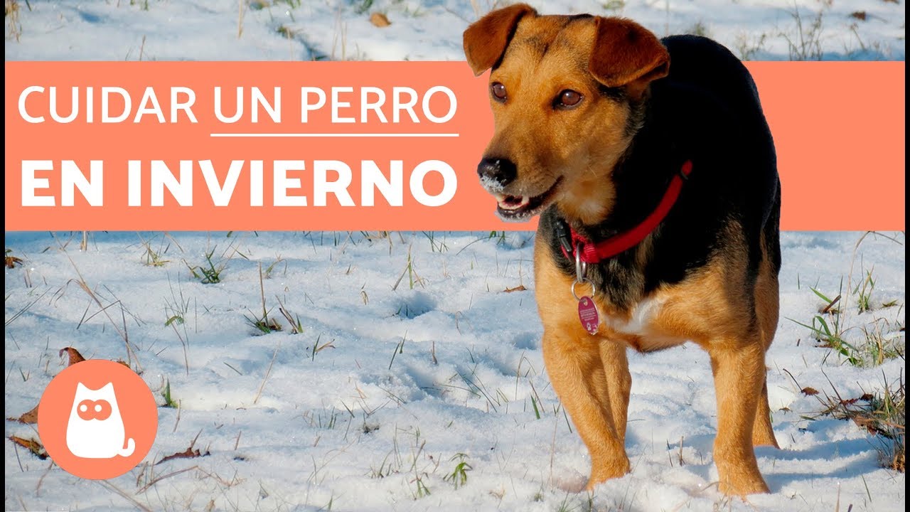 C&oacute;mo cuidar un perro en invierno