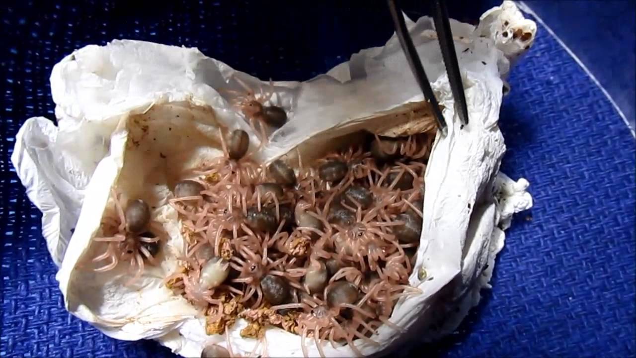 Skeleton Tarantula, Ephebopus Murinus, Egg Sac Removal with the Deadly Tarantula Girl