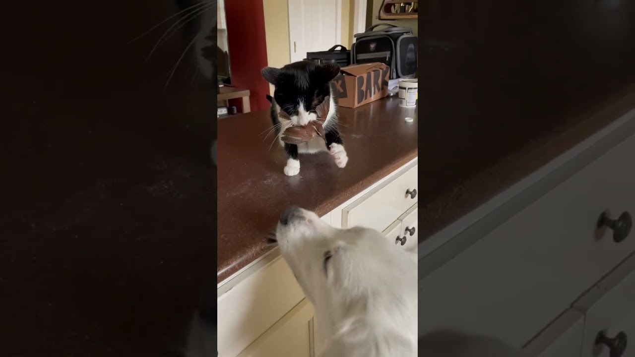 Crafty cat catches bird inside