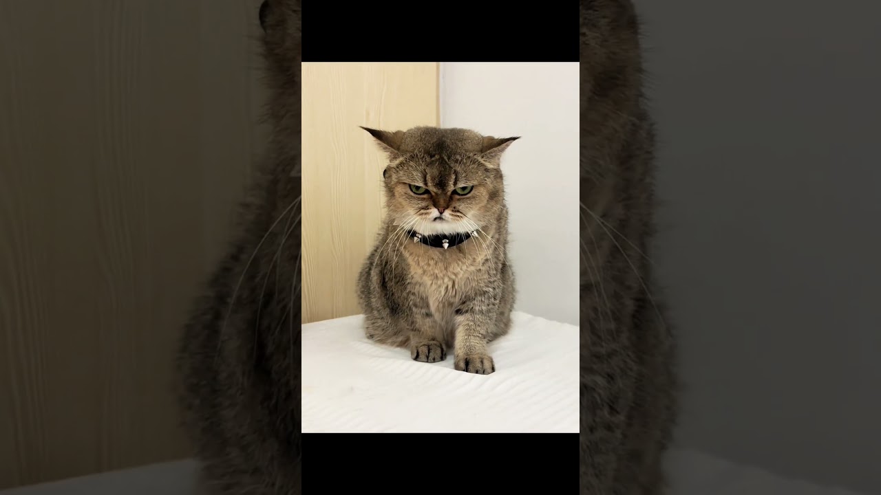 Boss cat  #pet #mightycat #bosscat #catking #savagecat #funnyshorts #fpy