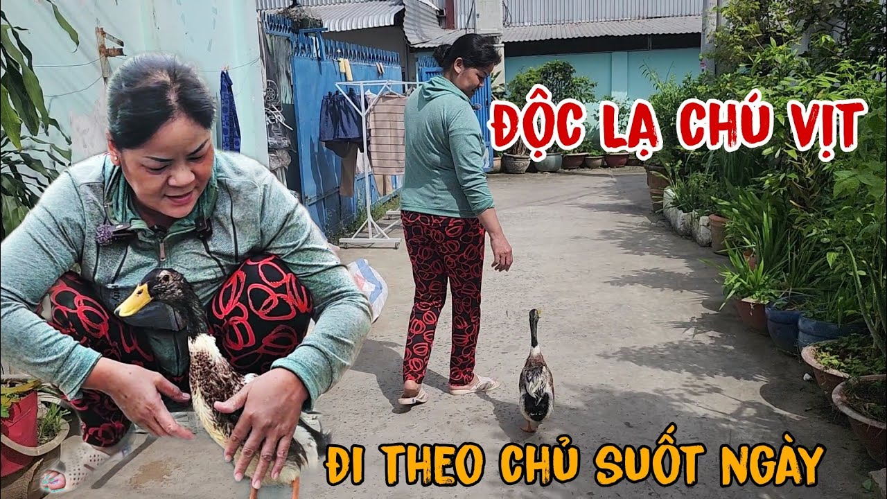 Độc Lạ Chú Vịt 5 Tuổi, Chủ Đi Tới Đâu Là Chú Vịt Đi Tới Đó