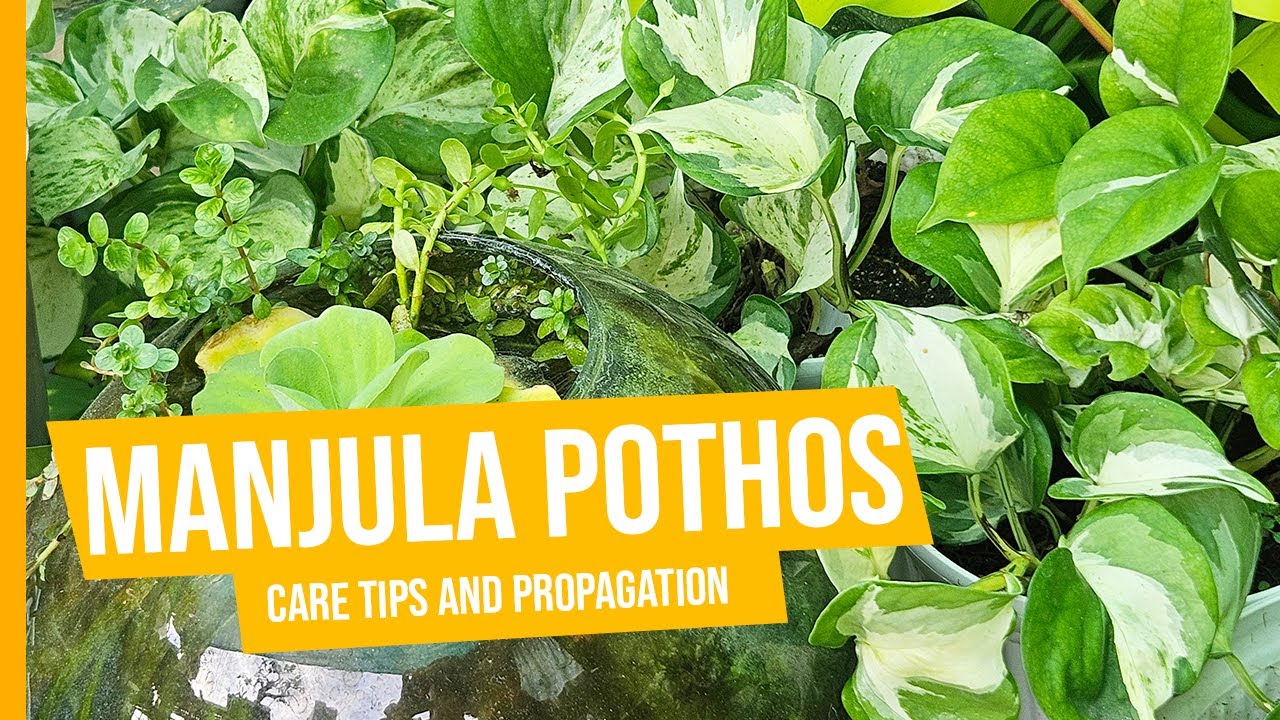 Советы по размножению и уходу за сциндапсусом Манджула 🌿 | Вырастите здоровое пестролистное растение