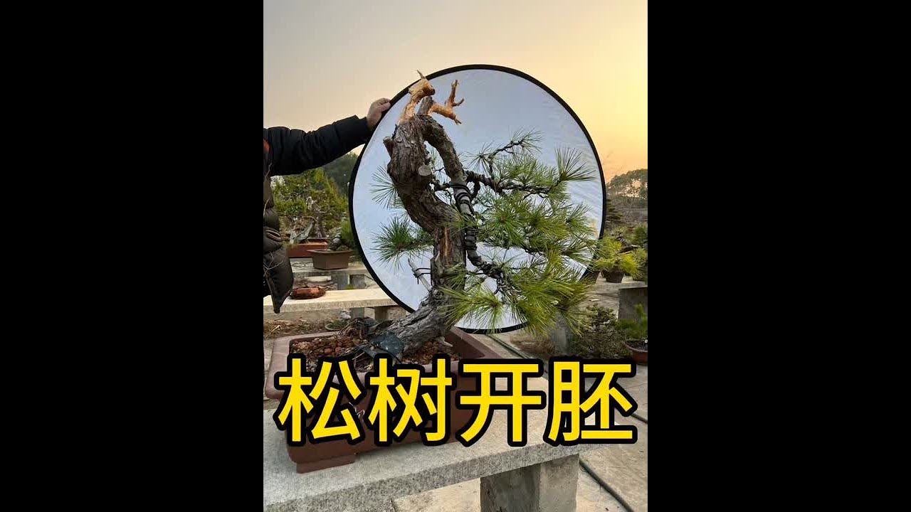 松树开胚初作。第一集。#盆景 #黑松盆景 #庭院盆景