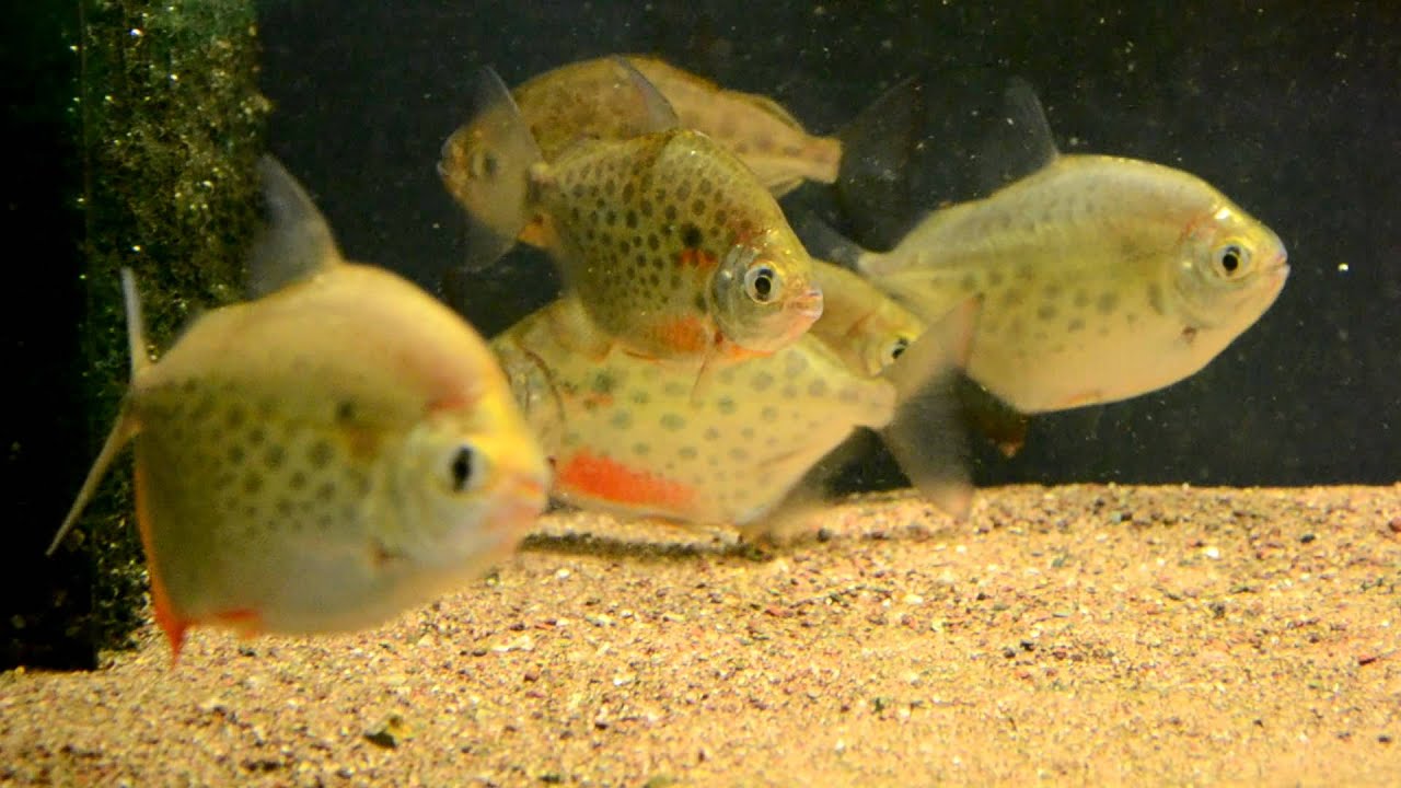 Metynnis lippincottianus
