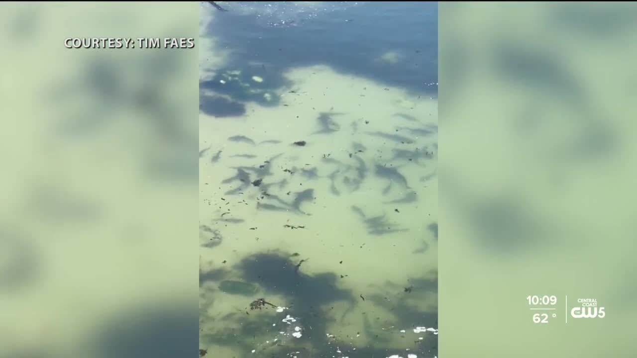 Shark sighting at Pirate's Cove going viral on social media