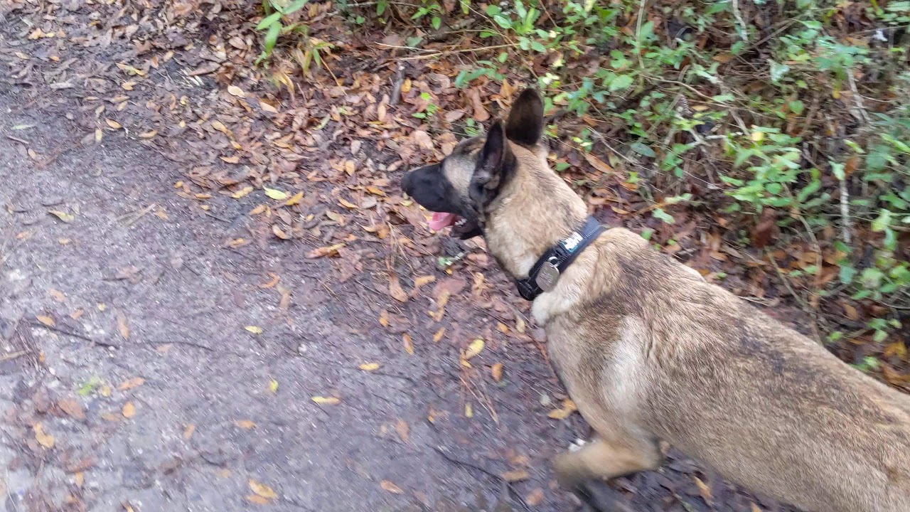 Off leash training with Khan